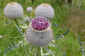 Mariendistel