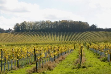 Fototapeta na wymiar English vineyard in Autumn