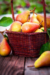 Ripe Pears in wicker basket