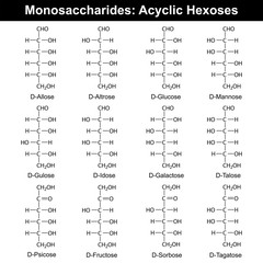 Main monosaccharides - hexoses