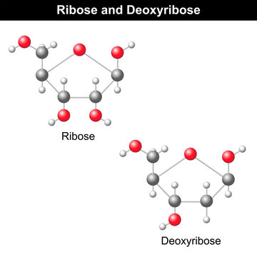 Ribose and deoxyribose structures