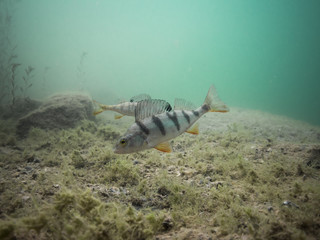 Zwei Flussbarsche schweben im flachen Wasser über dem Grund.