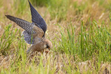 Red-footed Falcon female in countryside