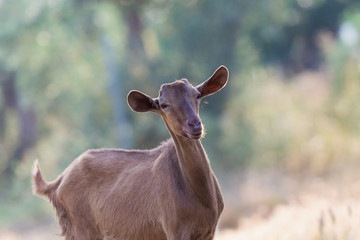 Beautiful brown goat portrait.