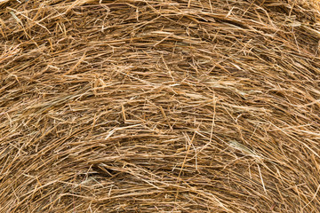 background and texture of dry straw