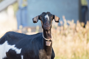 Cute  and funny black goat portrait.