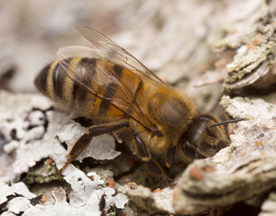 European Honey bee, Apis mellifera feeding on sap