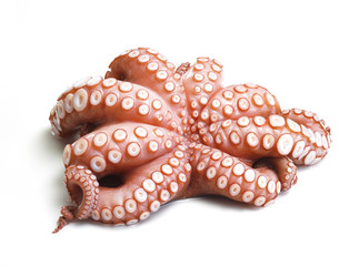 Oktopus