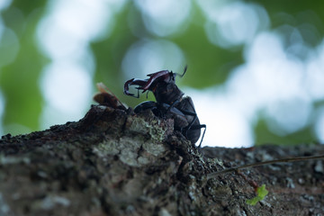 Mating Stag beetles, Lucanus cervus on oak wood