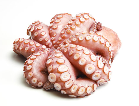 Pulpo