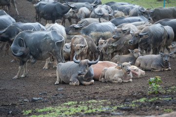 Thai buffalo