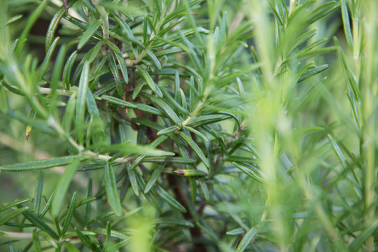 Fresh Rosemary Herb, close-up.