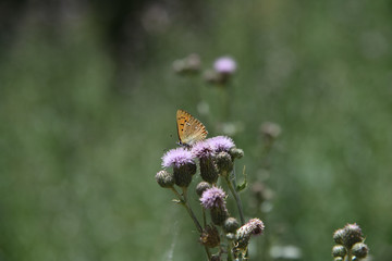 farfalla,farfalle,insetto,insetti, macro fotografia