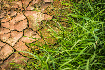 Verbrannte Erde - saftiges Gras