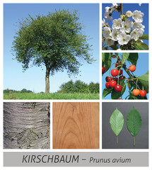 Fototapeta premium Kirschbaum