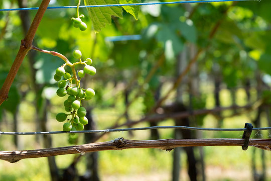 Weinrtaube