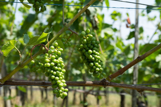 Weinrtaube