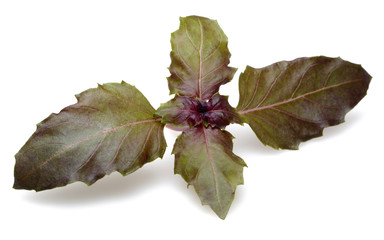 Violet basil
