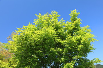 青空に映える新緑の木