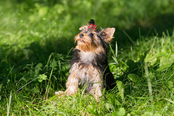 Puppy Yorkshire Terrier walking