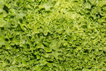 Hydroponic Organic food, salad Letuce.