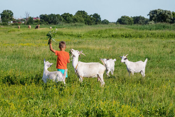 Boy  tending goats on meadow.