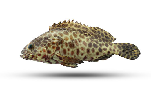grouper fish isolated on white background.