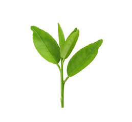 Fototapeta na wymiar Fresh green leafs of young plant isolated on white.