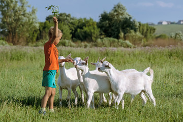 Boy to train young kids on  meadow.