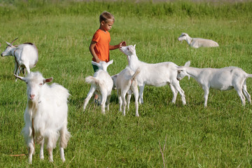 Obraz na płótnie Canvas Kid playing with goats on meadow.