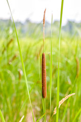 Typha latifolia flower, also called bulrush, reedmace, punks, corn dog grass, cumbungi, cattail, or raupo, growing close to the Dnieper river in Kiev, Ukraine