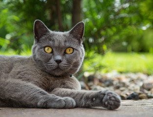 Portrait of british blue cat. Close-up.