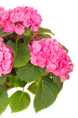 pink  hortensia flowers