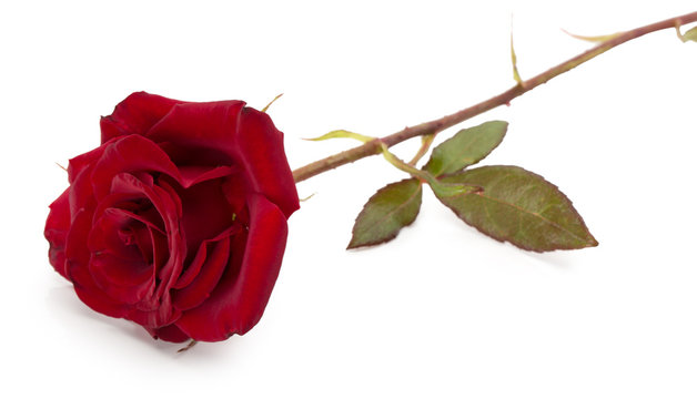 dark red rose isolated on the white background