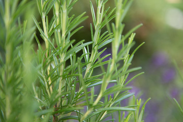 Fresh Rosemary Herb, close-up.