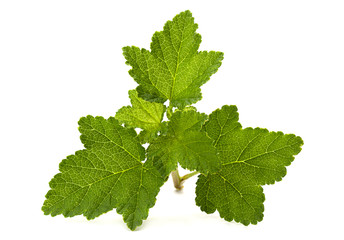 Currant leaf closeup