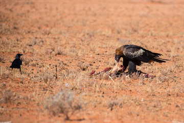 Australian Wedge-tail Eagle Eating a Kangaroo