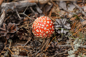 Amanita