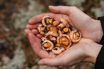 Handful of mushrooms