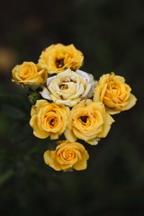 yellow flower
