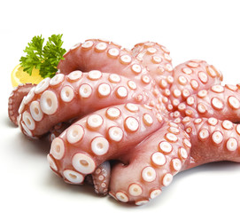 Tintenfisch