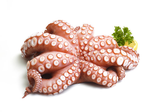 Pulpo