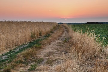 Рассвет в поле