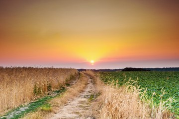 Рассвет в поле
