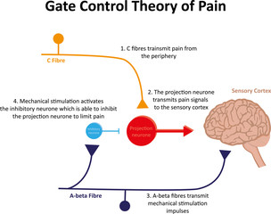 Gate Control Theory of Pain
