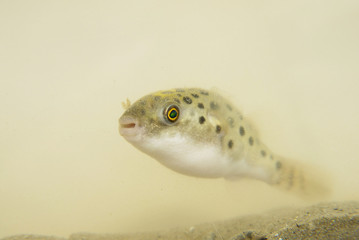 Portrait of a Green Spotted Puffer Fish