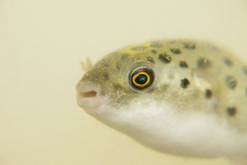 Portrait of a Green Spotted Puffer Fish