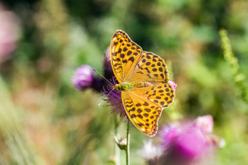 Kaisermantel auf Distelblüte, Argynnis paphia