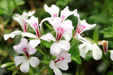 White geranium