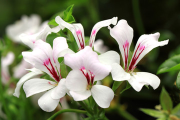 White hanging geranium